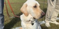 Finding Solutions: How 2 men are providing service dog etiquette