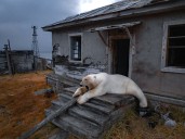 Captan en Rusia a osos polares resguardarse en estación de policía abandonada