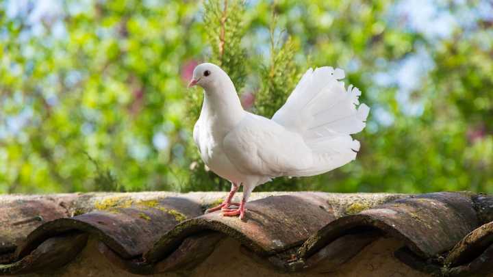 El truco definitivo para mantener a las palomas y otros pájaros alejados de tu jardín o terraza