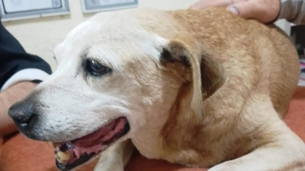 Chatita, la perrita que se reencontró con su veterinaria 13 años después en la ciudad de Chihuahua