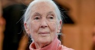 Jane Goodall, wildlife advocate and conservationist, dies at 91