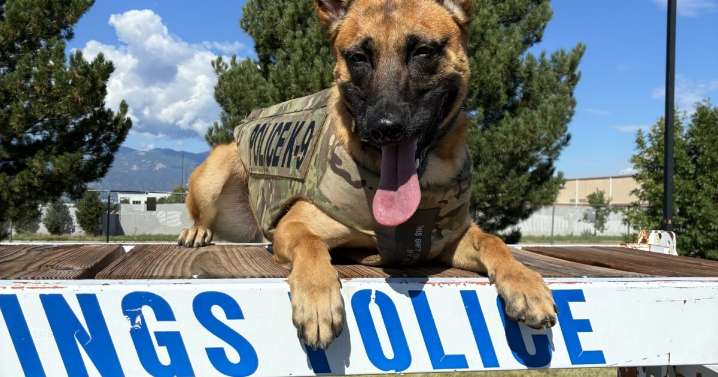 Man accused of stabbing CSPD K9 Roam formally charged Monday