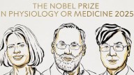 Nobel de Medicina 2025: Brunkow, Ramsdell y Sakaguchi