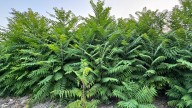How To Control The Tree Of Heaven In Your Yard & Prevent Spreading