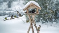 The Common Fall Yard Waste That'll Make Birds Flock To Your Feeder