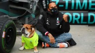 "Murió en mis brazos": la emotiva y desgarradora despedida del piloto Lewis Hamilton a su perro Roscoe