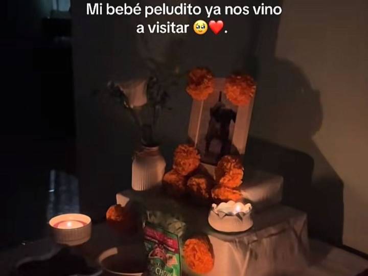 VIDEO: Perrito fallecido "visita" a su dueña y TikTok se llena de lágrimas
