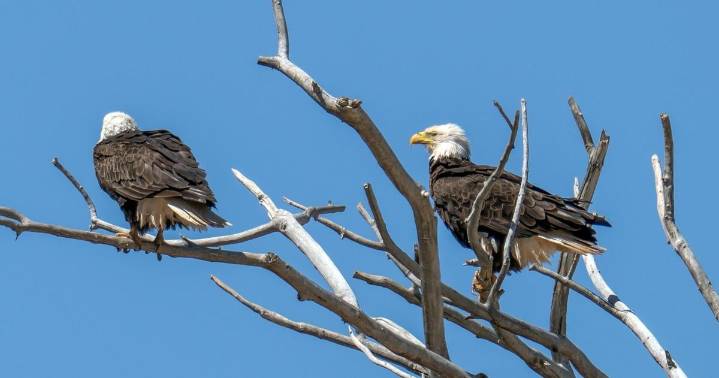 Utah unveils plan to protect endangered species amid drought, increasing wildfires