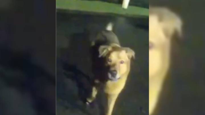 Florida Dog Becomes Hero After Leading Police To Grandmother Who Collapsed On Walk