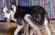 Perrita sigue sin ser adoptada pese a su nobleza y ternura