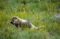 National nonprofit sues to protect Olympic marmots in WA state. Here’s why