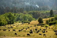 Colorado ag producers worry that Argentine beef imports will add to woes