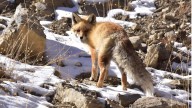 Cold Desert Biosphere Reserve: UNESCO's Recognition & India's Responsibility