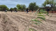 Mientras el agua escasea, la esperanza brota: alumnos plantan 190 algarrobos producidos en la Escuela