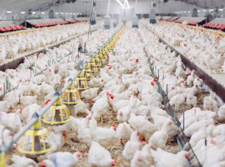 Sector avícola se prepara para la segunda edición del Congreso Internacional