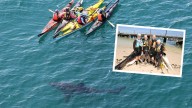 Authorities warn as three sharks a day are popping up along Perth coastlines with summer on the horizon