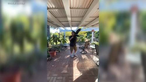 1 of 2 hawks stolen from SoFi Stadium found and reunited with owner