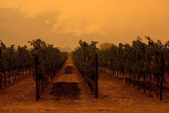 Piamonte: cómo el cambio climático pone en riesgo a la variedad Barbera