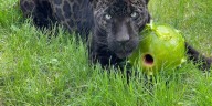 Former tourist photo op at Oregon roadside zoo, jaguar ‘Louie’ finds new freedom at sanctuary