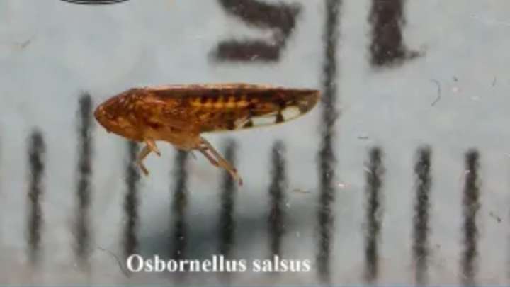 ¿Qué es 'Osbornellus Salsus' y Por Qué es Tan Peligrosa? La Plaga Hallada en Frontera de México