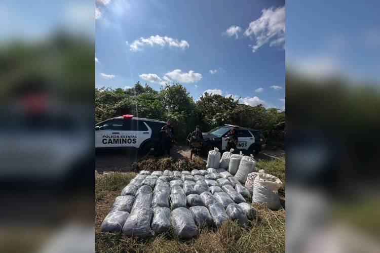 Aseguran 500 kilos de marihuana