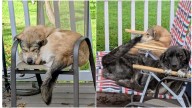 19 cats, 10 dogs and 1 doe featured in the Morning Report in September