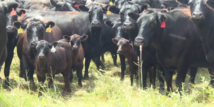 North Dakota Stockmen’s Association responds to President Trump