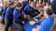 Scientific research links toxic algae to cognitive decline in dolphins, may pose risks to humans as well
