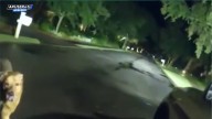 El sorprendente vídeo del perro que salva la vida a su dueña anciana yendo a buscar a la Policía