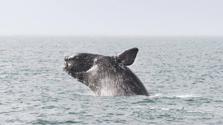 North Atlantic right whale population increases