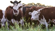 Carne: nuevo cupo de exportación a EEUU abre un negocio de u$s300 millones y reposiciona al país en el mercado