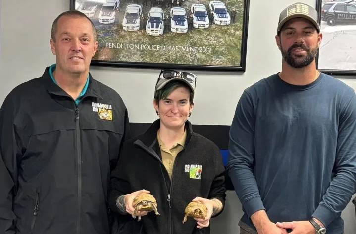 Tortoises stolen from Indy Zoo found in Madison County