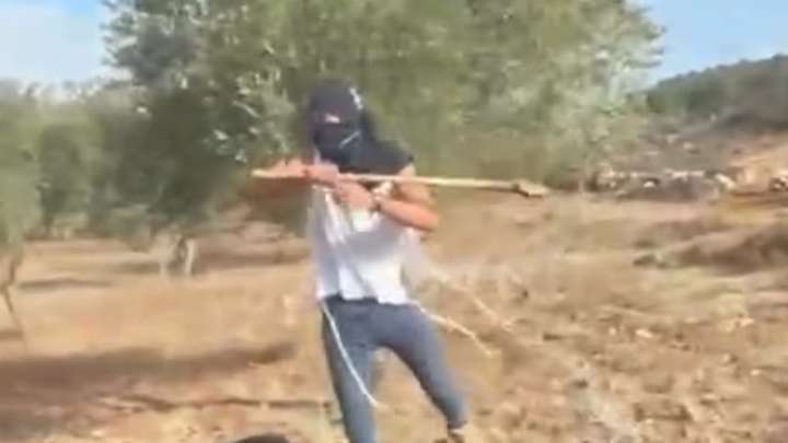 Palestinian woman attacked by Israeli settler while harvesting olives
