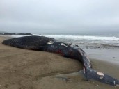 Groups sue feds over California coast whale deaths