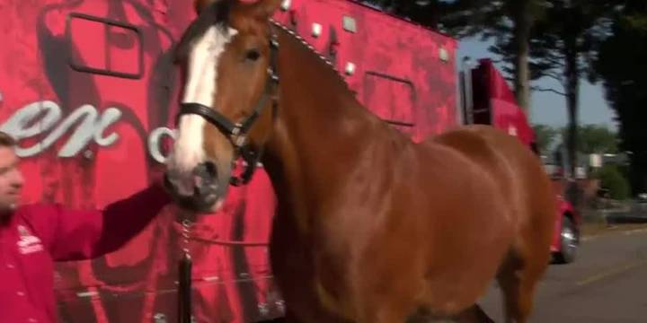 Budweiser Clydesdales visit Lincoln for Husker homecoming week