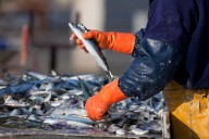 Half the UK’s fish stocks are overfished – but the evidence shows how they can be revived