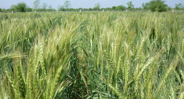 Sader amplía plazo de apoyos para productores agrícolas en sur de Sonora