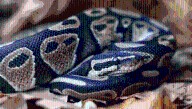 The World’s Oldest Known Snake In Captivity Became A Mom At 62