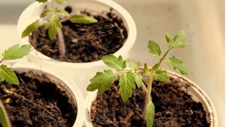 La planta que da frutos todo el año y crece hasta en un pote de yogur