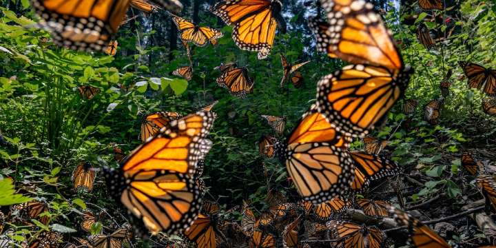 Michoacán espera aumento en la población de mariposas monarca para este 2025