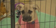 Dog shelter asks for public’s help to get dog food it needs