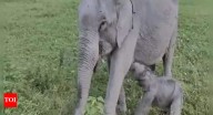 ‘Mayabini’: Kaziranga welcomes baby elephant; named after Zubeen Garg's song