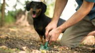 Campaña busca incentivar la recolección adecuada de excretas generadas por mascotas en Bogotá