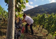 La «mejor vendimia de la historia» en Cangas