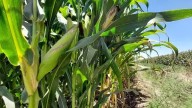 Productores sinaloenses se suman al paro nacional del campo para exigir mejores condiciones