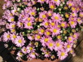 Plant Doctor: Get the most blooms out of your chrysanthemums