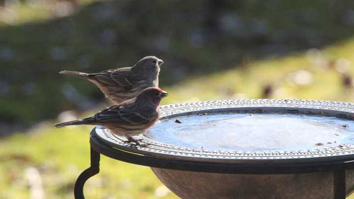 Keep Your Bird Bath From Freezing With One Simple Addition