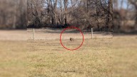 Pennsylvania Child Spots A Strange Shape In Field, Leading To An Incredible Rescue
