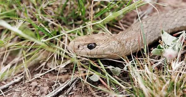 Se incrementan un 89% mordeduras de víboras