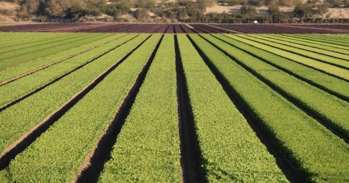 Productores agrícolas de México inician paros y bloqueos en distintos estados para exigir programas eficaces ante la peor crisis del campo en más de cuatro décadas